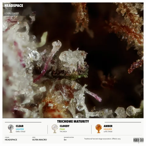 Headspace by Local Grove — ultra-macro detail