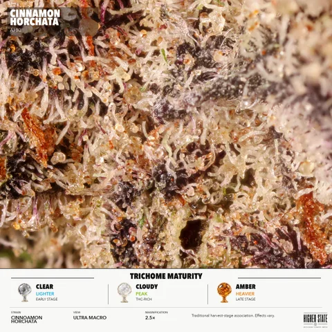 Cinnamon Horchata by AHKI — ultra-macro detail